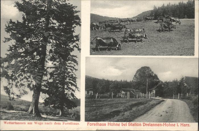 Drei Annen Hohne Forsthaus Kühe