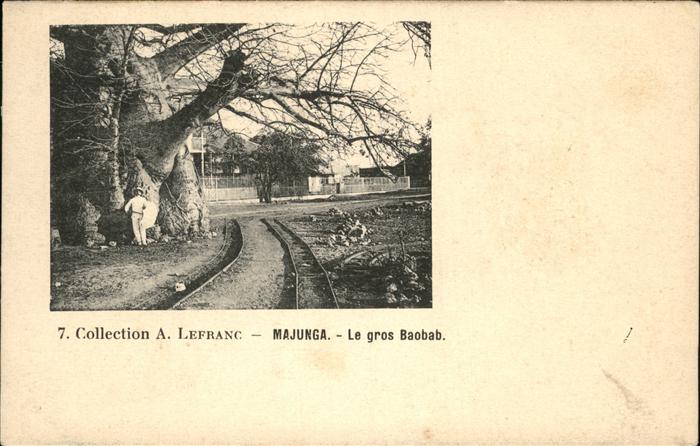 Majunga le gros Baobab