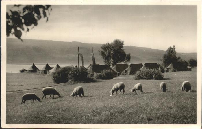 Horn Gaienhofen Zelte am Wasser Schafe