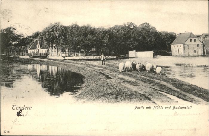 Tondern Mühle Badeanstalt, Schafe