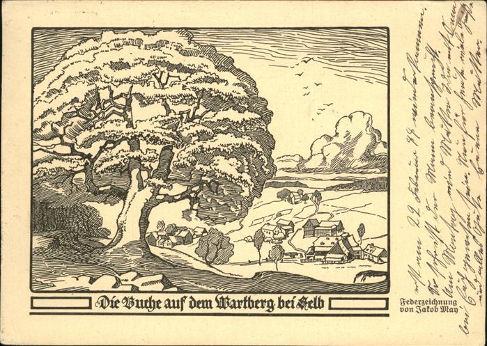 Selb Die Buche auf dem Wartberg bei Selb