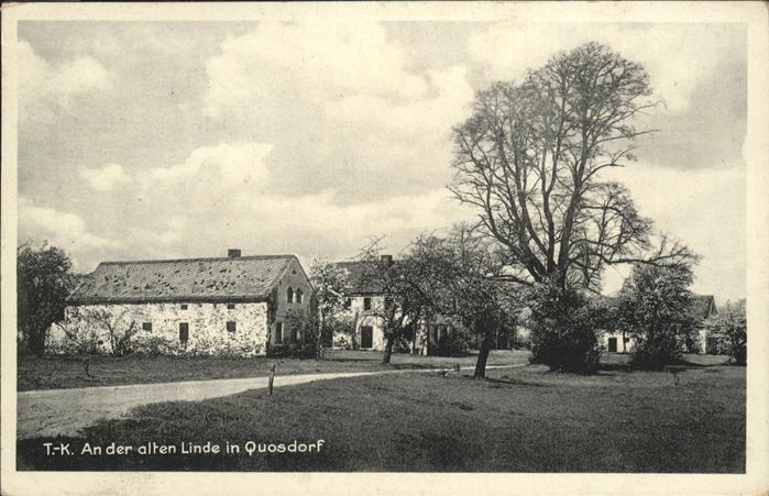 Koenigsbrueck Alte Linde in Quosdorf