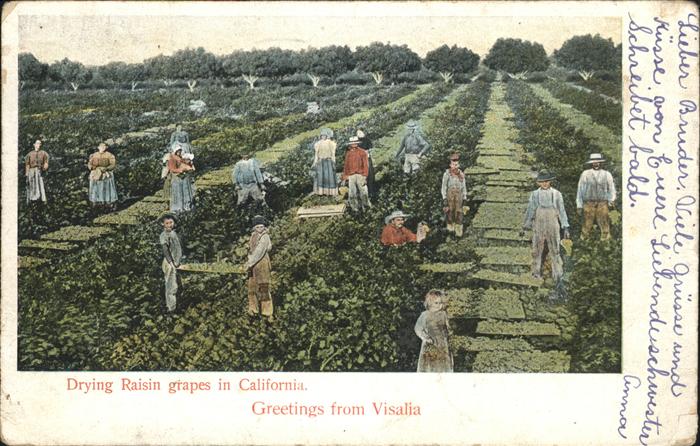 Visalia Drying Raisin grapes in California