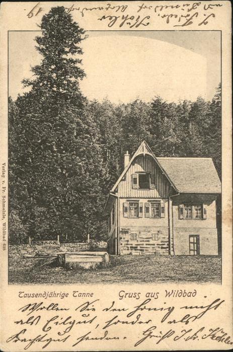 Wildbad Schwarzwald Tausendjaehrige Tanne