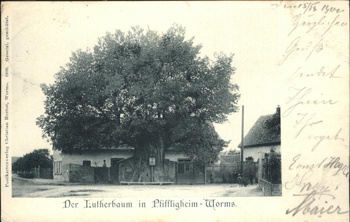Pfiffligheim Worms Lutherbaum