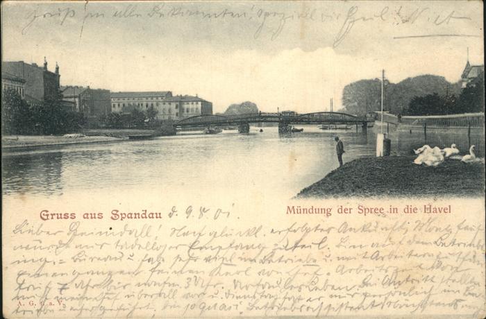 Spandau Muendung der Spree in die Havel Schwaene