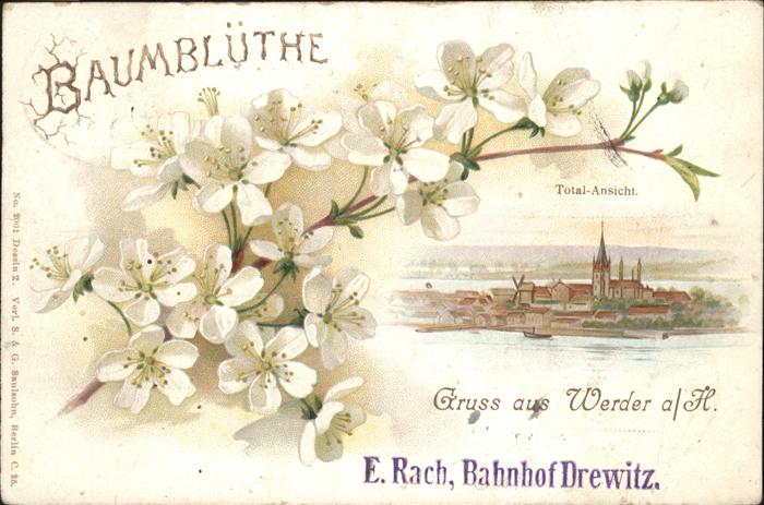 Werder Havel Baumblüten