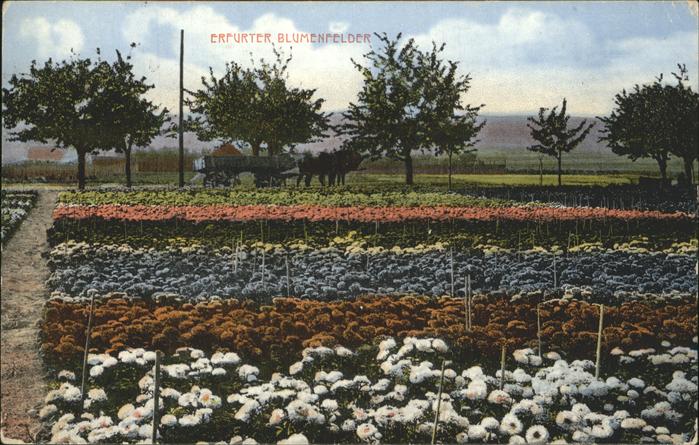 ERFURT  CITY Blumenfelder