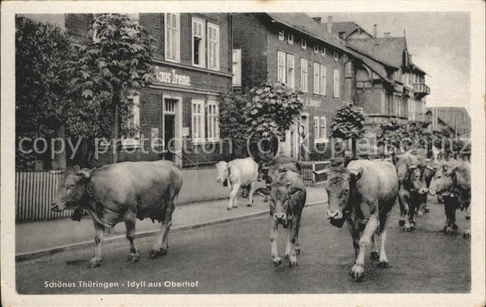 Oberhof Thueringen Strasse mit Kuhherde