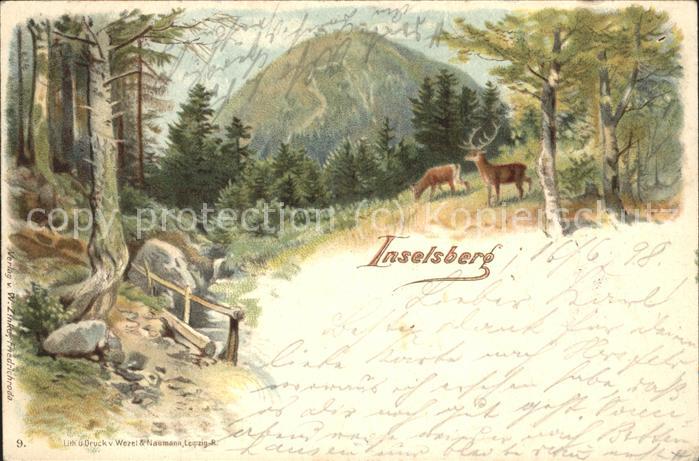 Inselsberg Schmalkalden Wild im Wald