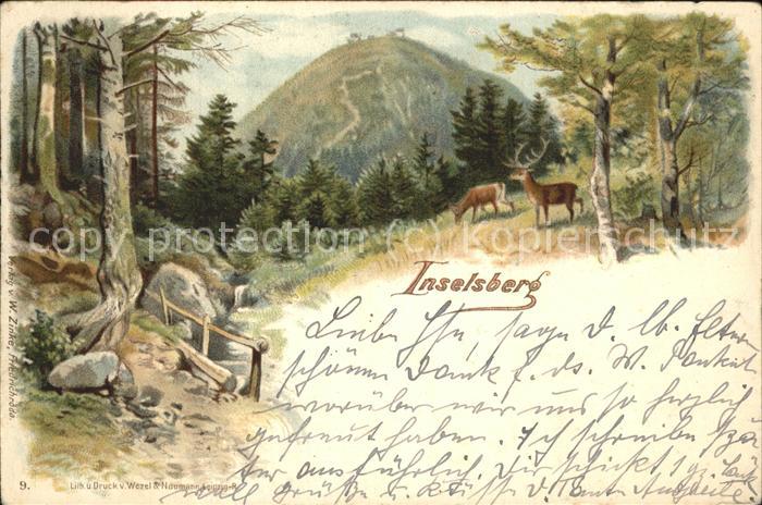 Inselsberg Schmalkalden Wild im Wald