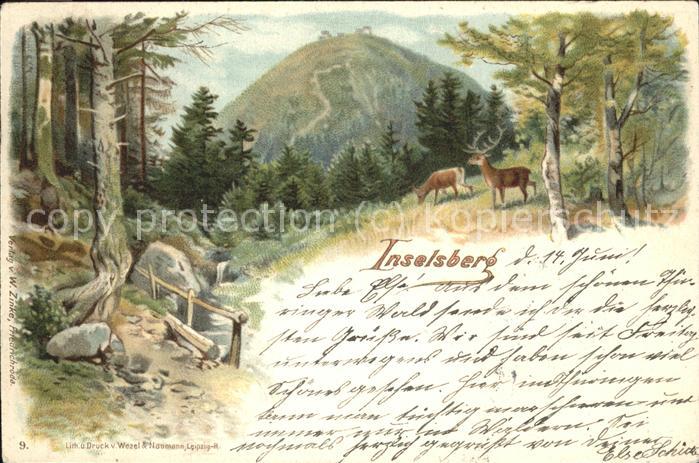 Inselsberg Schmalkalden Wild im Wald