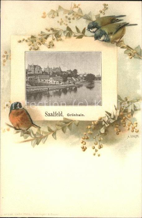 Saalfeld Saale Grünhain Vögel