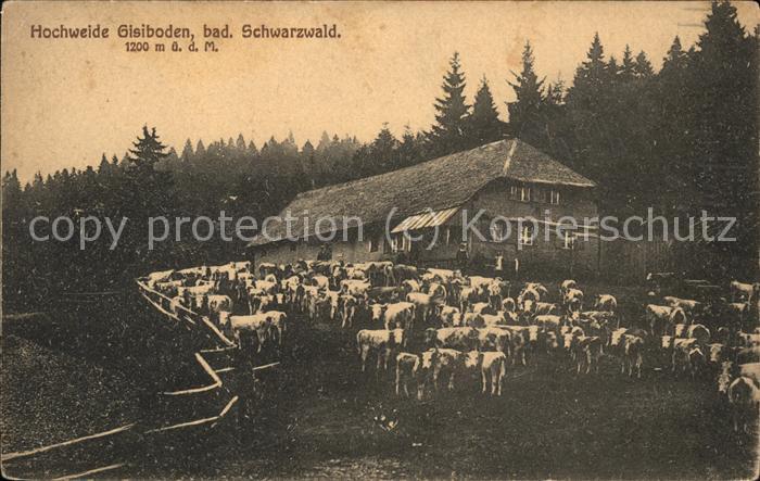 Gisiboden Almwirtschaft Hochweide Kuehe