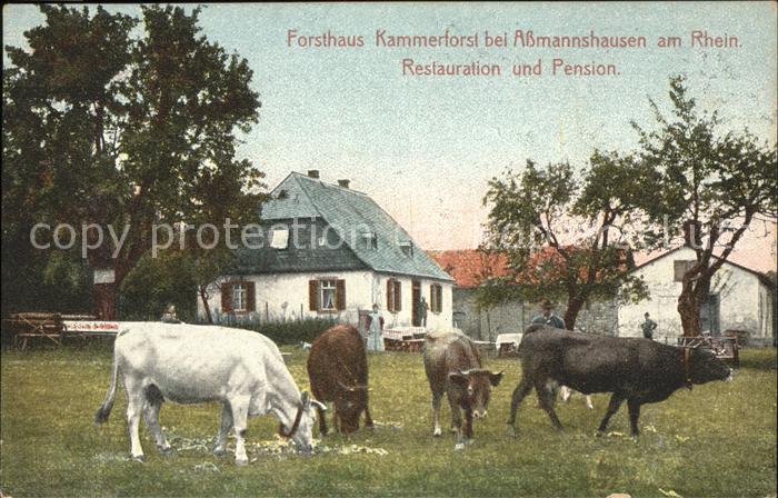 Assmannshausen Forsthaus Kammerforst Kuhherde