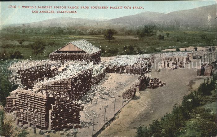Los Angeles California World s Largest Pigeon Ranch from Southern Pacific Co's T