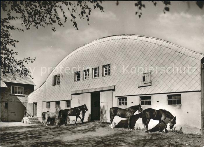 Winzeln Pirmasens Reithalle Pferde