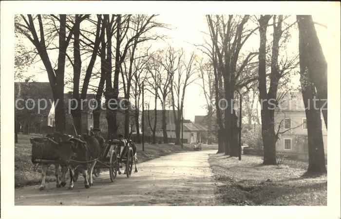 Graupa Baumallee Ochsenkarren