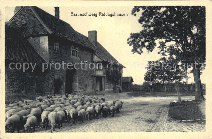 Riddagshausen Schafsherde Gebaeude