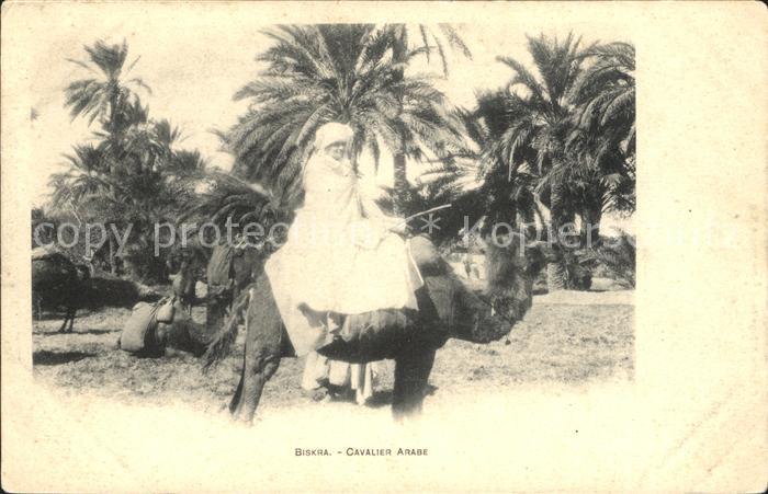 Biskra Cavalier Arabe Camel