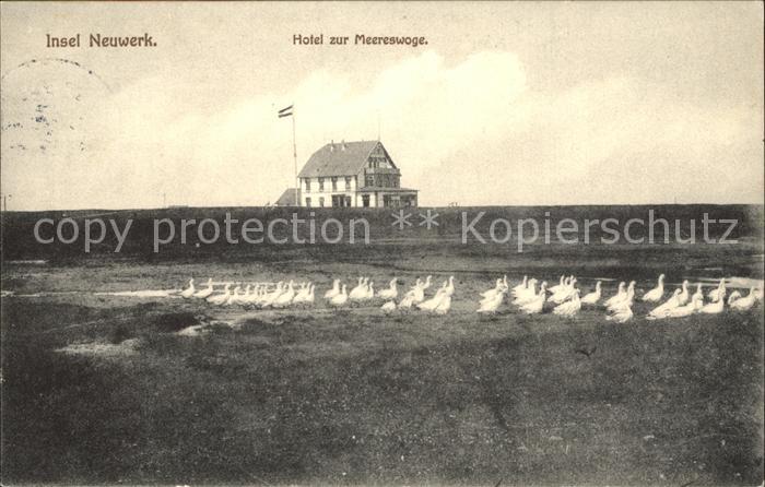 Insel Neuwerk Hotel zur Woge Gaenseschar