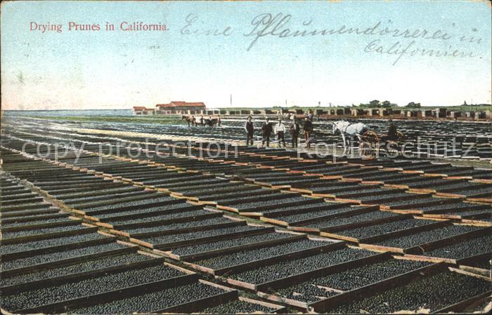 Ernte Landwirtschaft Drying Prunes California Pflaumen dörre