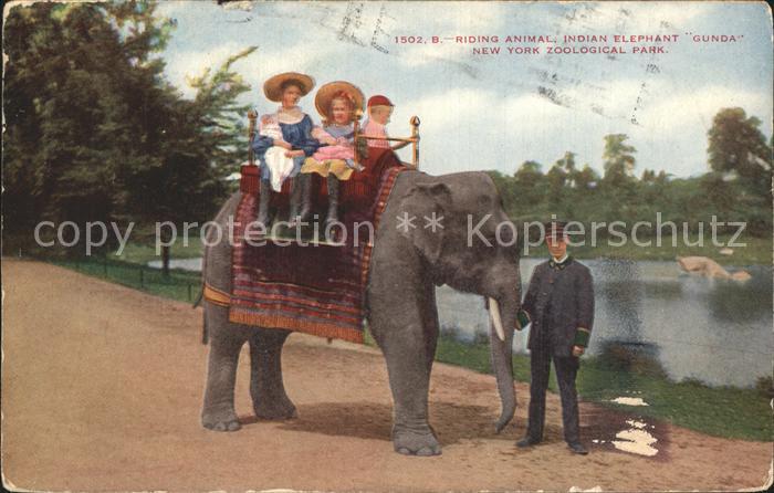 Elefant Indian Elephant Gunda New York Zoological Park