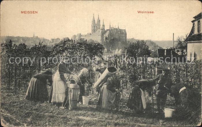 Meissen Elbe Sachsen Weinlese Burgberg Albrechtsburg