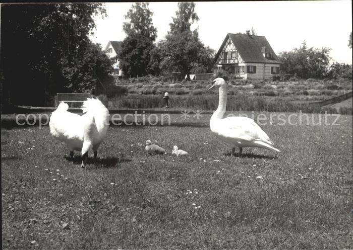 Amriswil TG Schwanenidyll Weiherhuesli