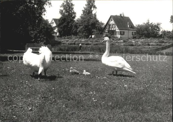 Amriswil TG Schwanen Idyll Weiherhuesli