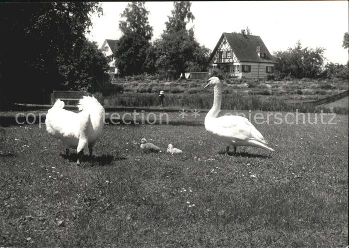 Amriswil TG Schwanen Idyll Weiherhuesli