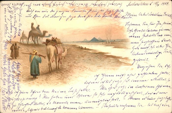 Kamel  Camel Chameau