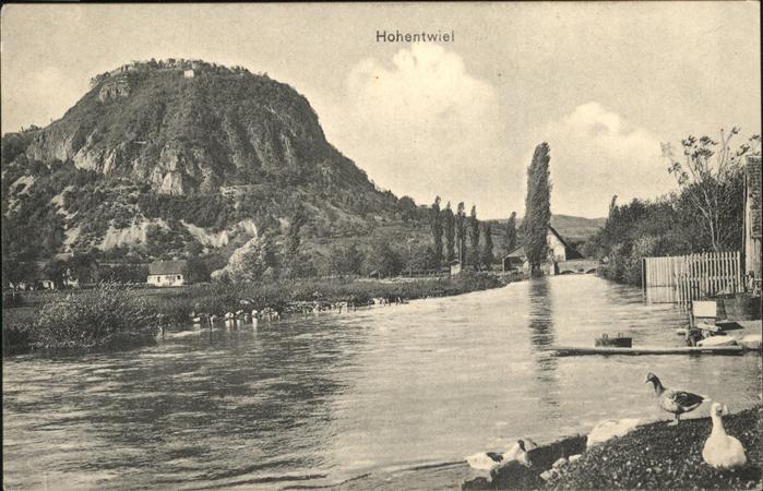 Hohentwiel Gänse
