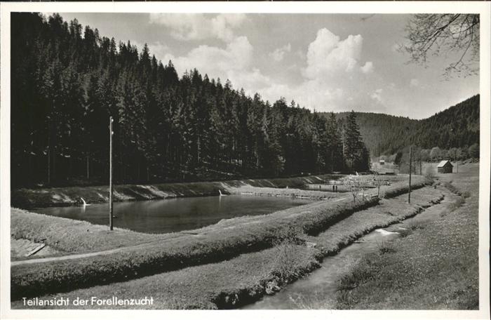 Altensteig Schwarzwald Forellenzucht