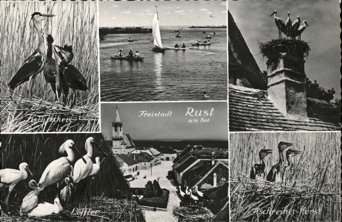 Rust Neusidlersee Störche