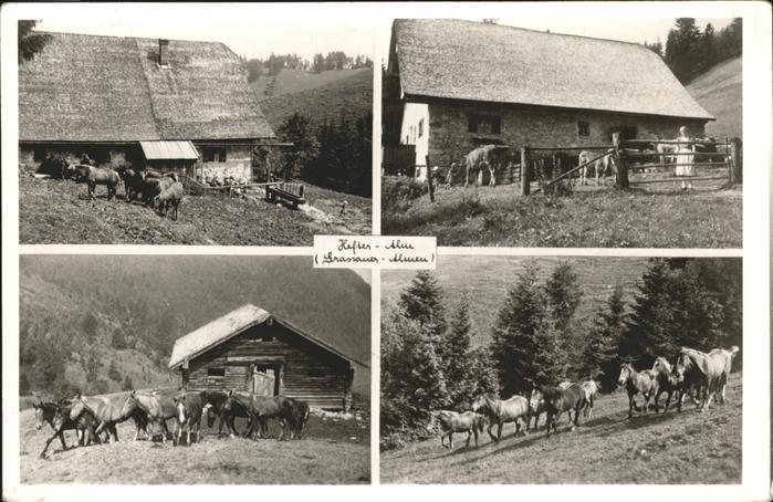 Grassau Chiemgau Hefter-Alm Pferde