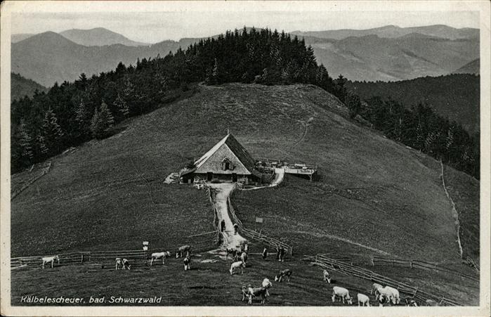 Schauinsland Kälbelescheuer