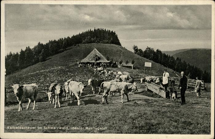 Schauinsland Kälbelescheuer