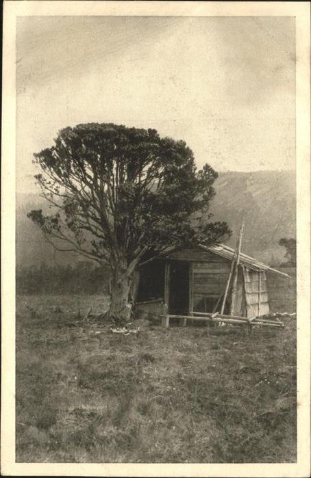 Freiburg Breisgau Schluchseemoor
Spirke