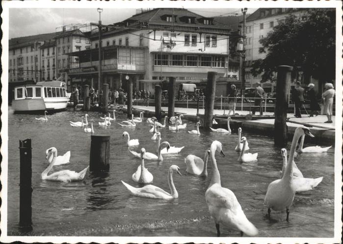 Rorschacherberg Rorschach Bodensee Hafen, Schwaene