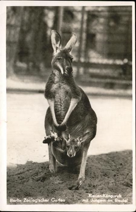Zoo Riesen Känguruh Berlin
