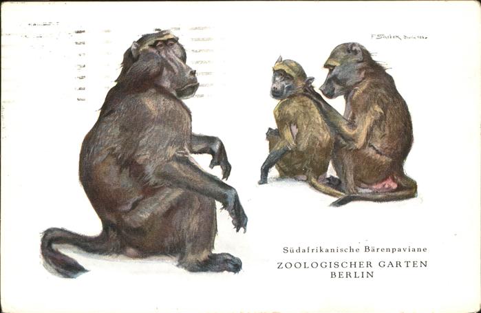 Zoo Südafrikanische Bärenpaviane Berlin