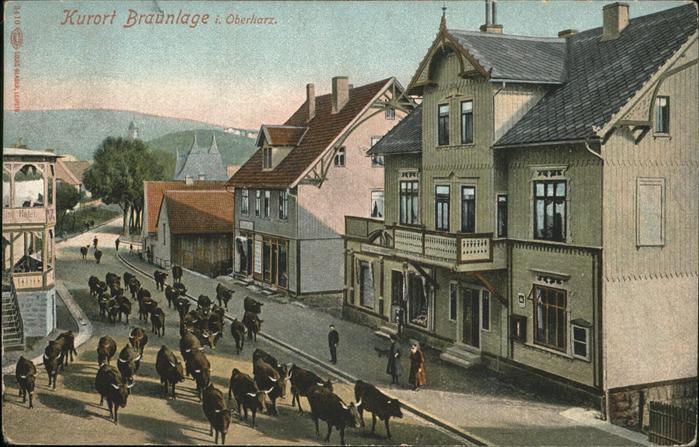 Braunlage Ortsansicht Kühe