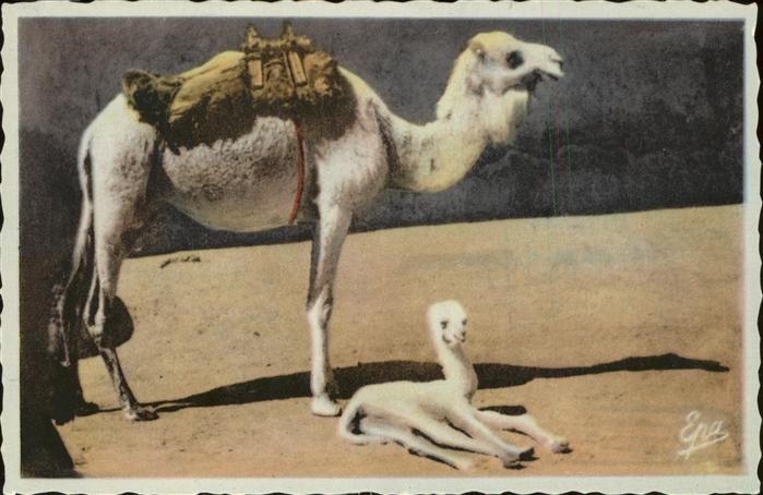 Algerien Chamelle et son nouveau_ne Kamel