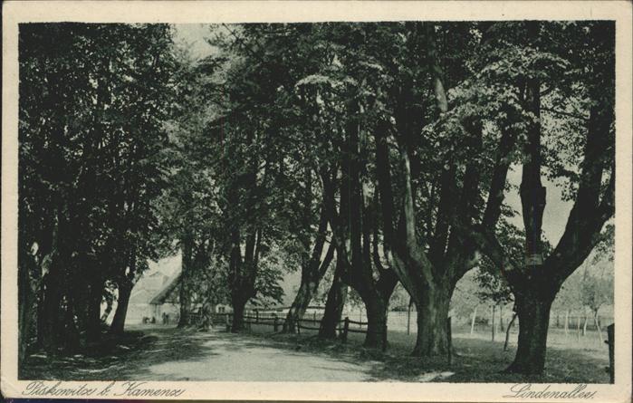 Kamenz Sachsen Lindenallee