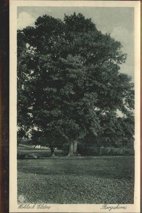 Elstra Bergahorn in Wohla