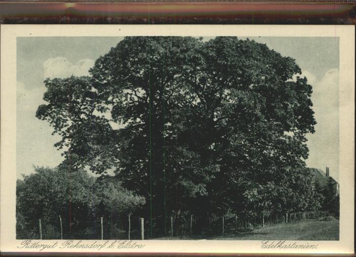 Elstra Rittergut Rehnsdorf Edelkastanien