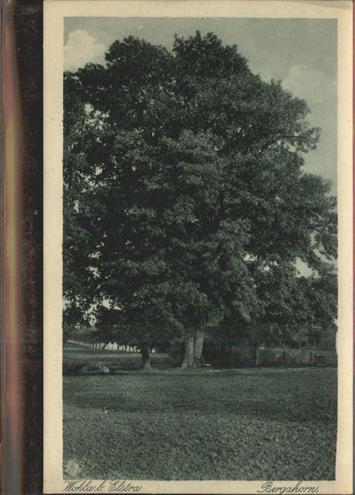 Elstra Bergahorn in Wohla