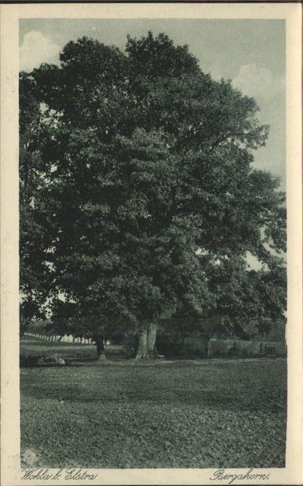 Elstra Bergahorn in Wohla