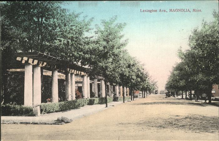 Magnolia Mass. Lexington Ave.